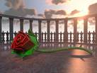 une rose